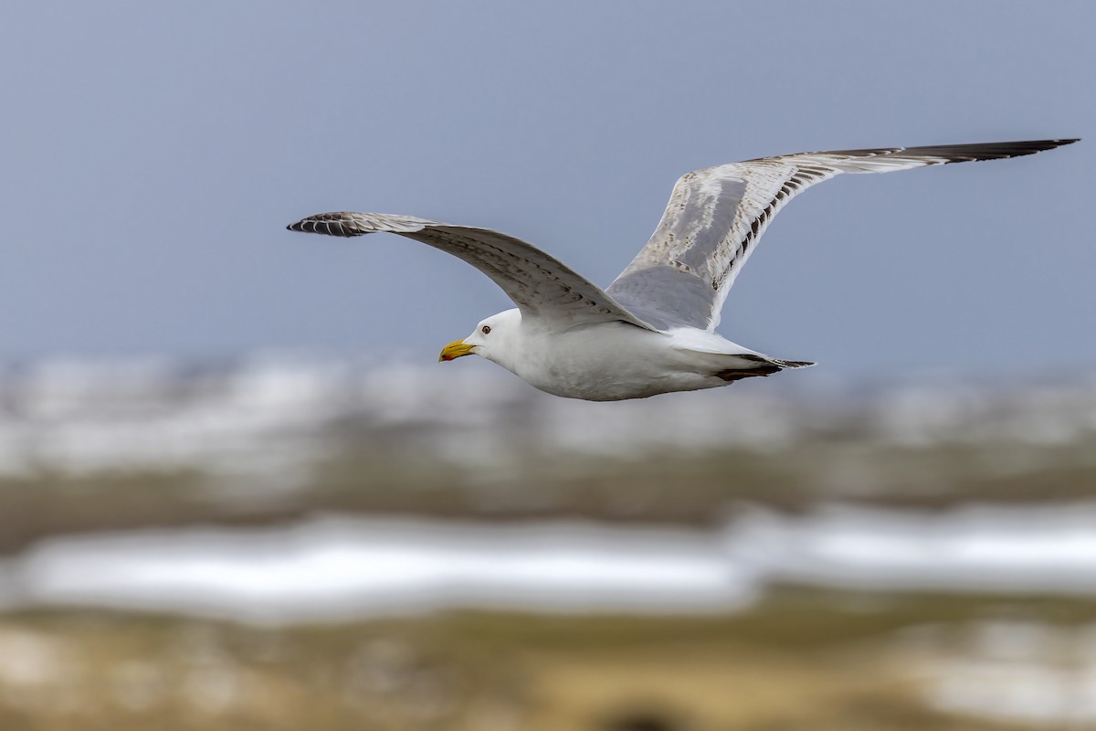 Herring Gull (Mongolian) - ML574728581