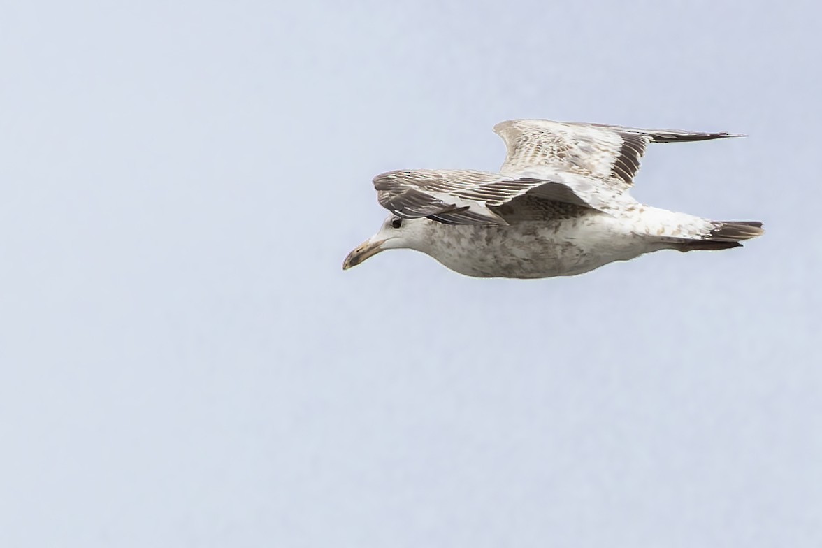 Herring Gull (Mongolian) - ML574728661