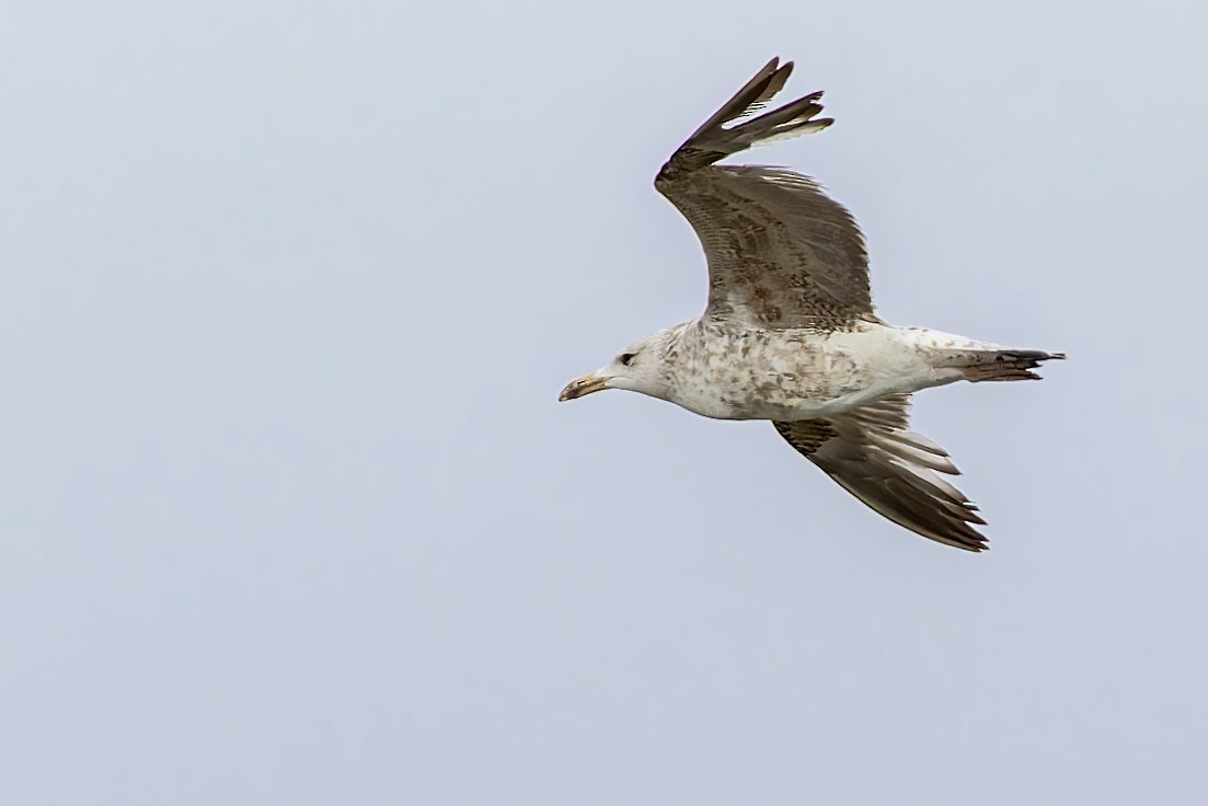 Herring Gull (Mongolian) - ML574728671