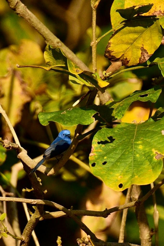 Black-naped Monarch - ML574728701