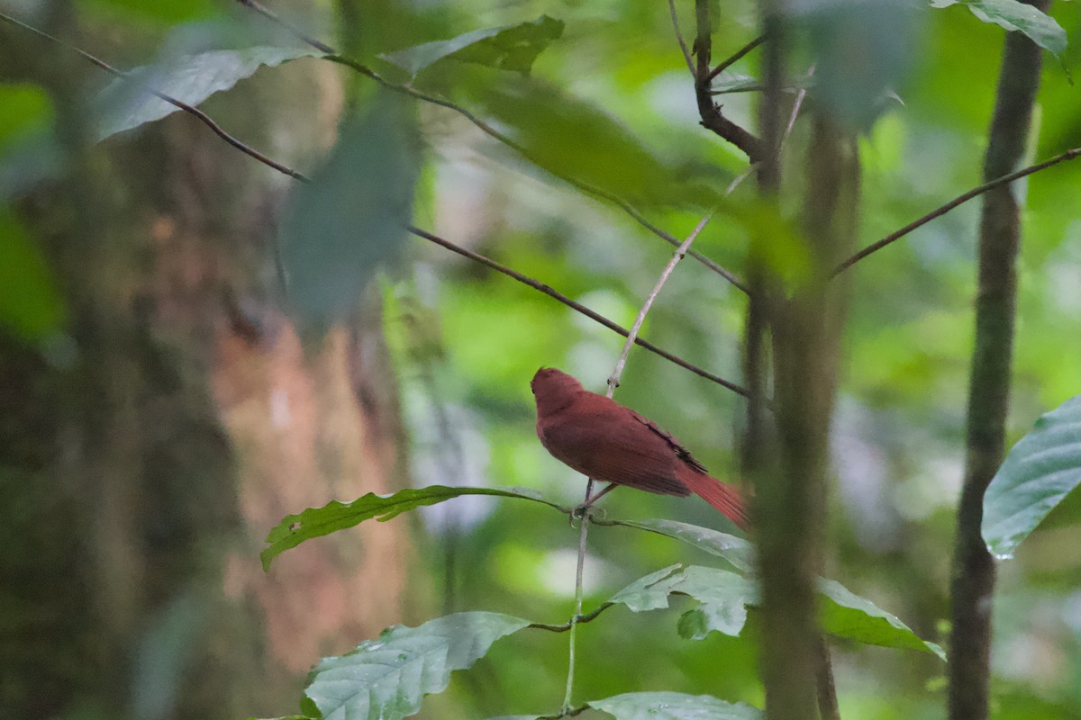 Red-crowned Ant-Tanager - ML574728781