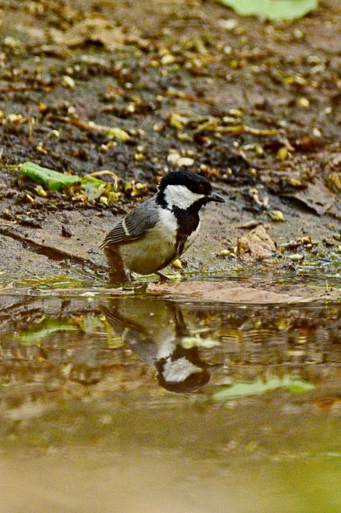 Asian Tit (Cinereous) - ML574728901