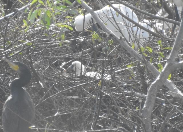 Royal Spoonbill - ML574729271