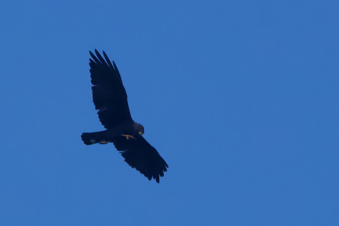 Zone-tailed Hawk - Luciano Naka