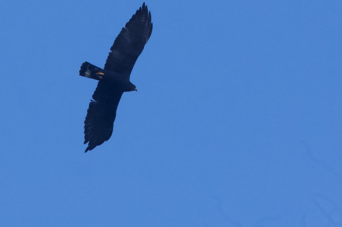 Zone-tailed Hawk - Luciano Naka