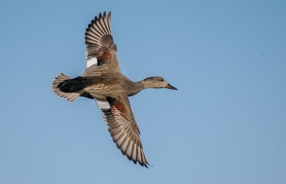 Gadwall - ML574732351