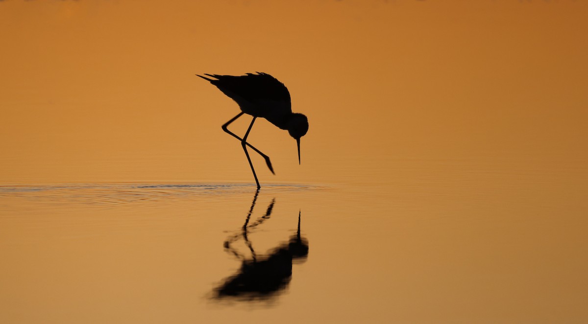 Pied Stilt - ML574732461