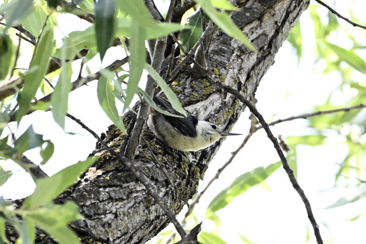 White-breasted Nuthatch - ML574733081