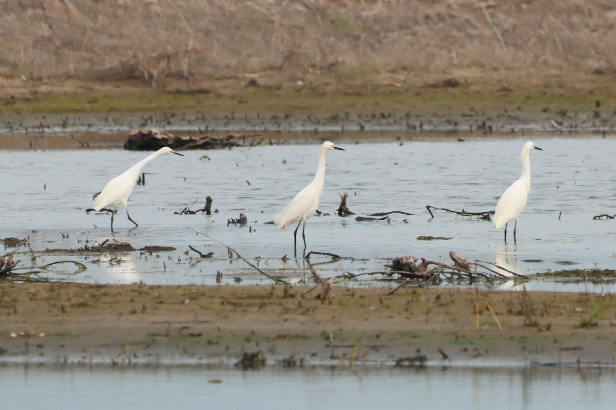 Snowy Egret - ML574733581