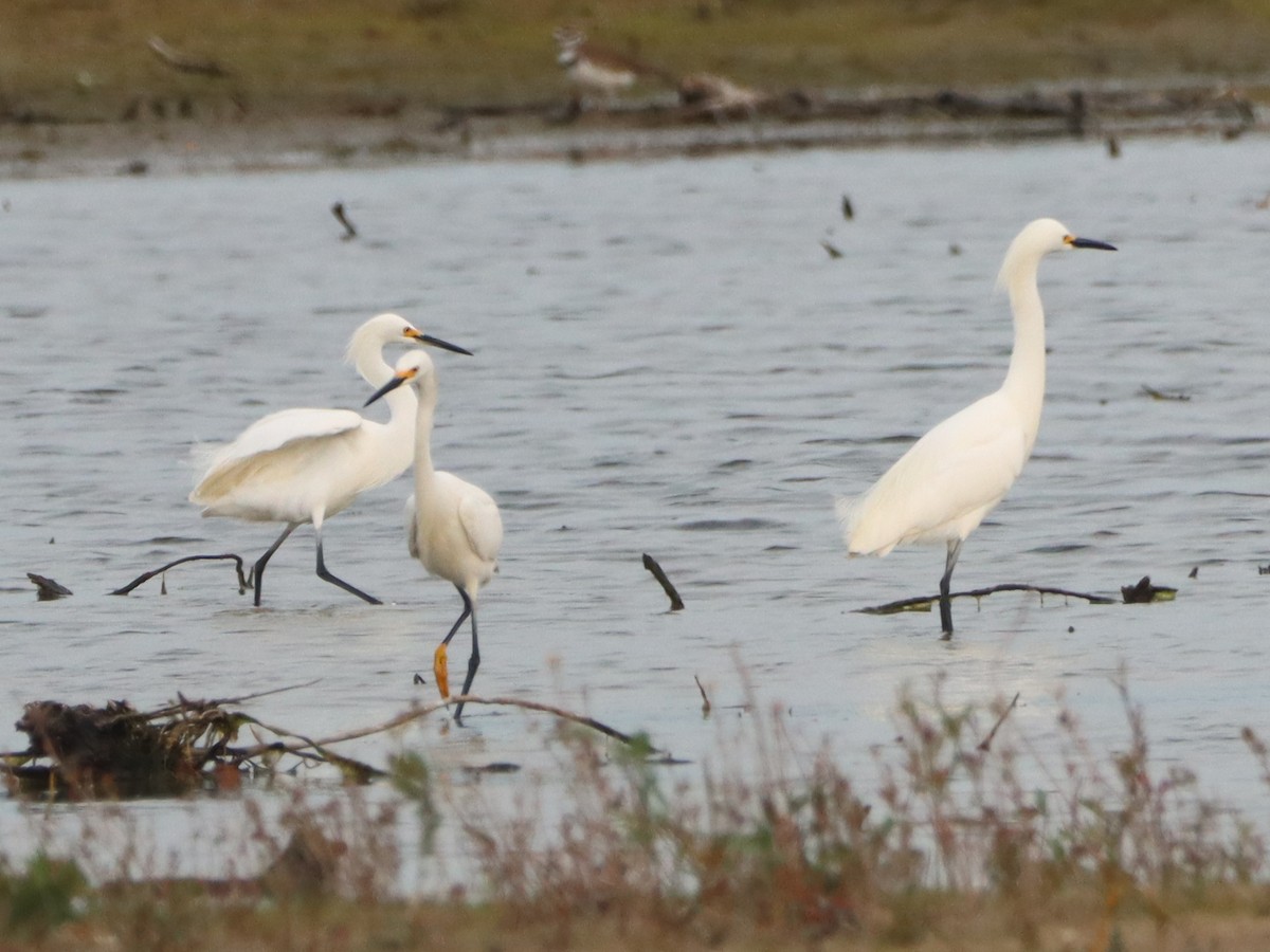 Snowy Egret - ML574733611