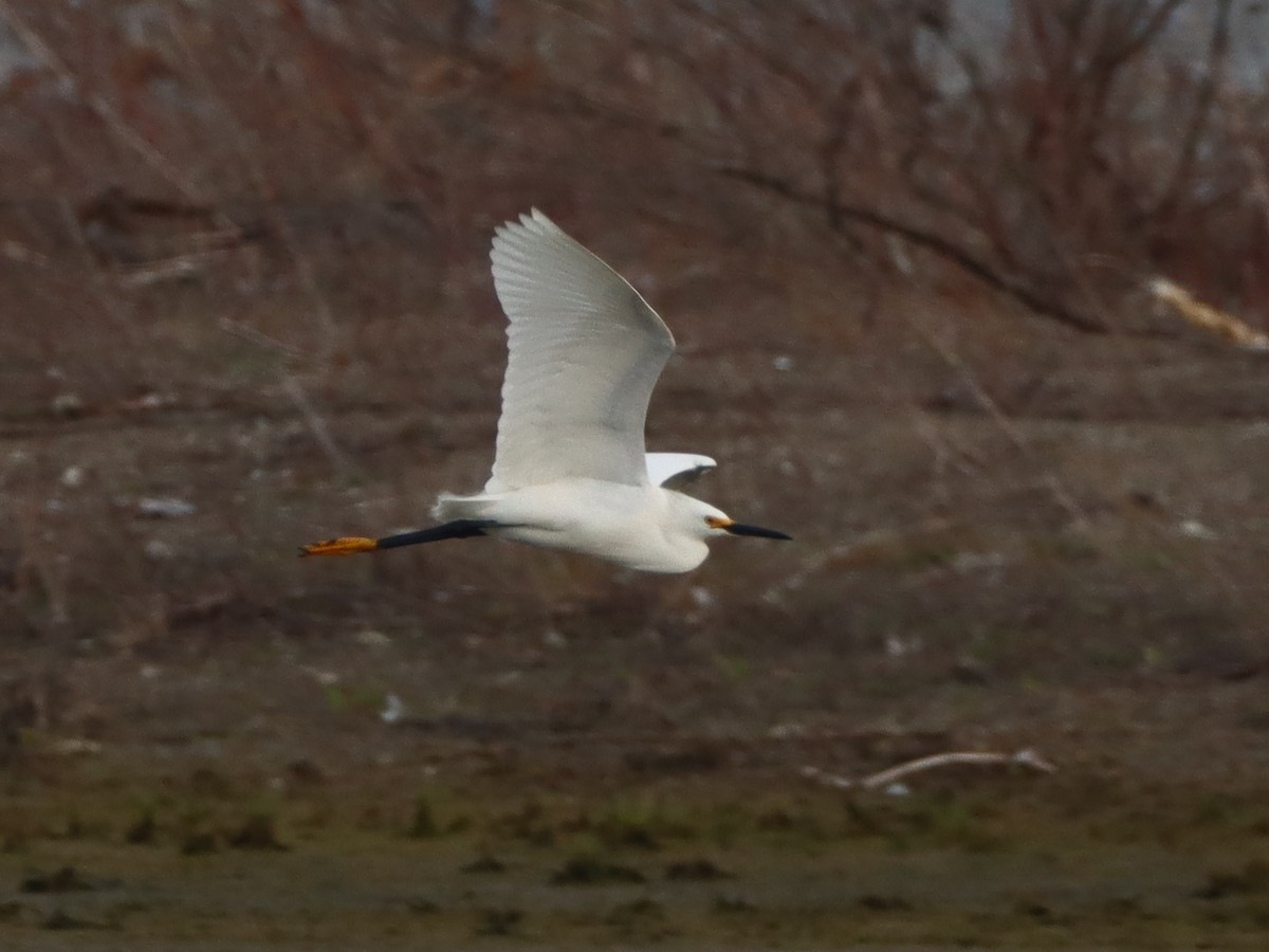 Snowy Egret - ML574733631