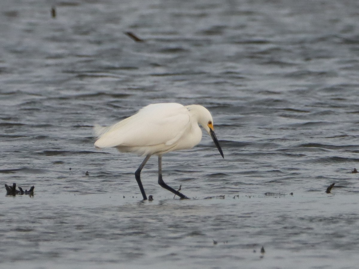 Snowy Egret - ML574733651