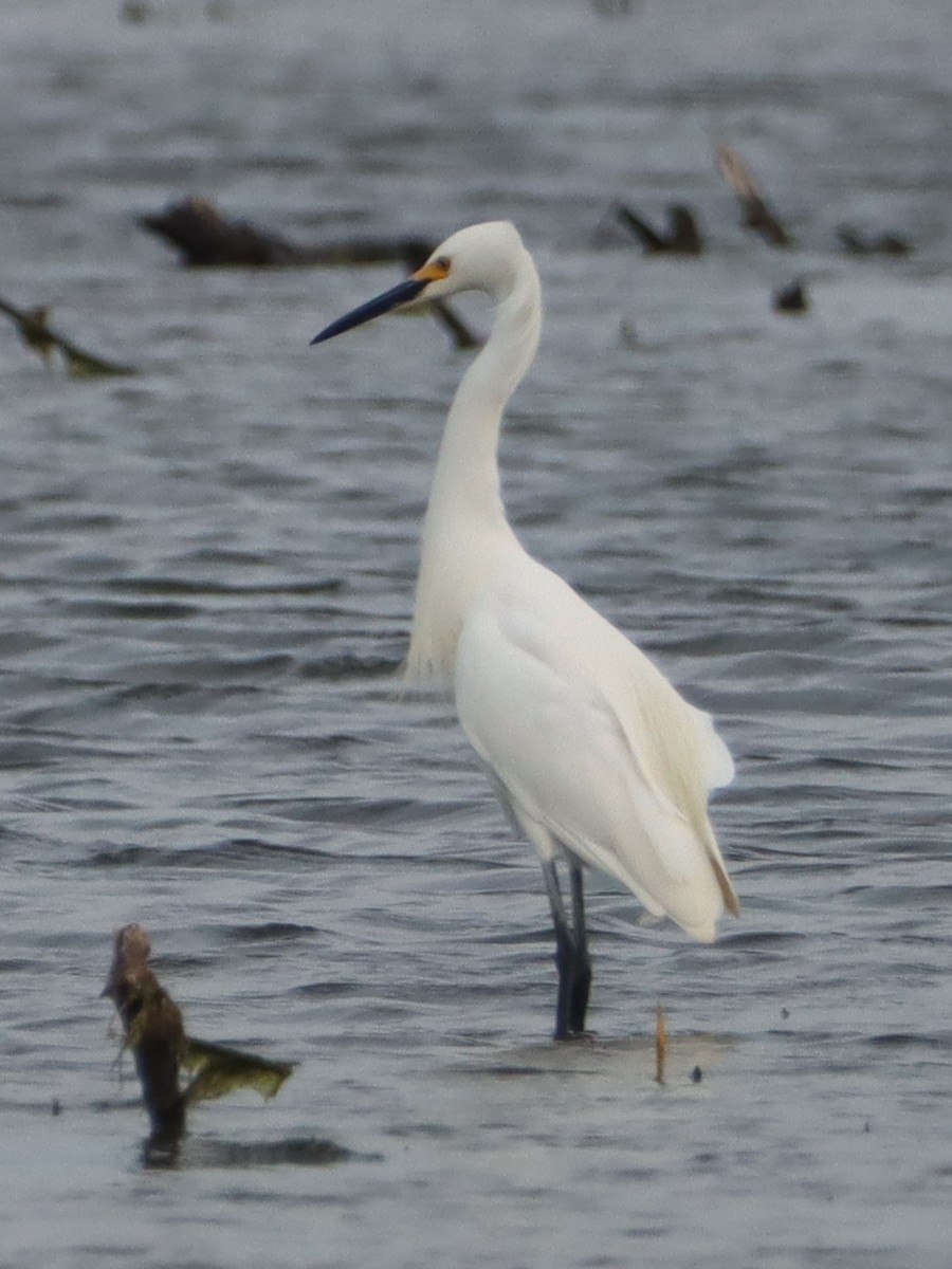 Snowy Egret - ML574733661