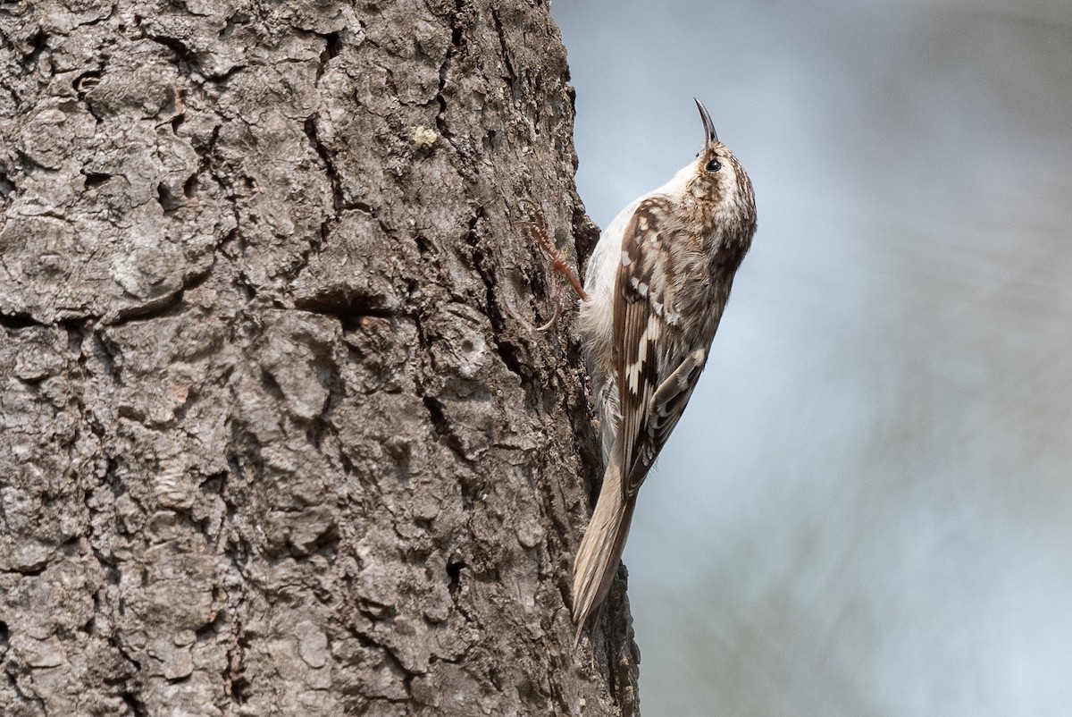 Brown Creeper - ML574734021