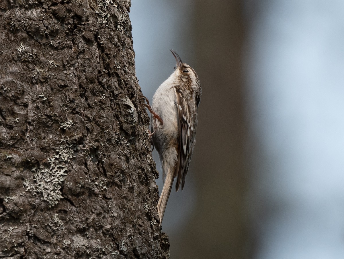 Brown Creeper - ML574734051