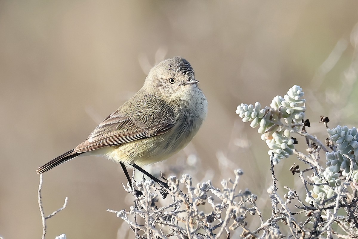 Slender-billed Thornbill - ML574734541