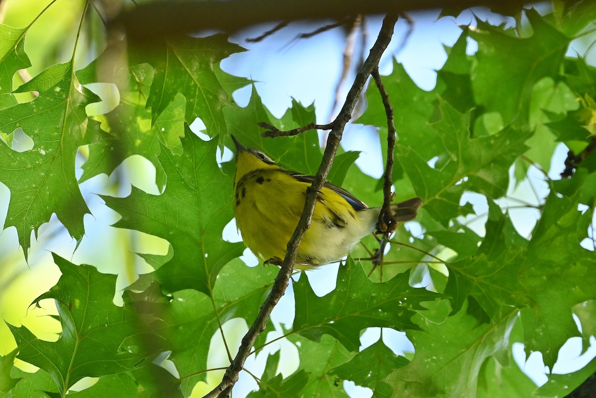 Magnolia Warbler - ML574735571