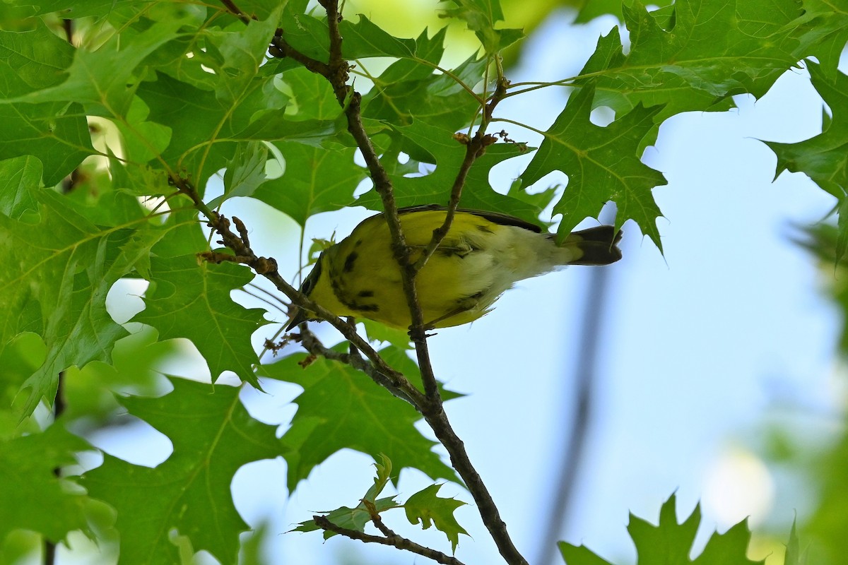 Magnolia Warbler - ML574735581