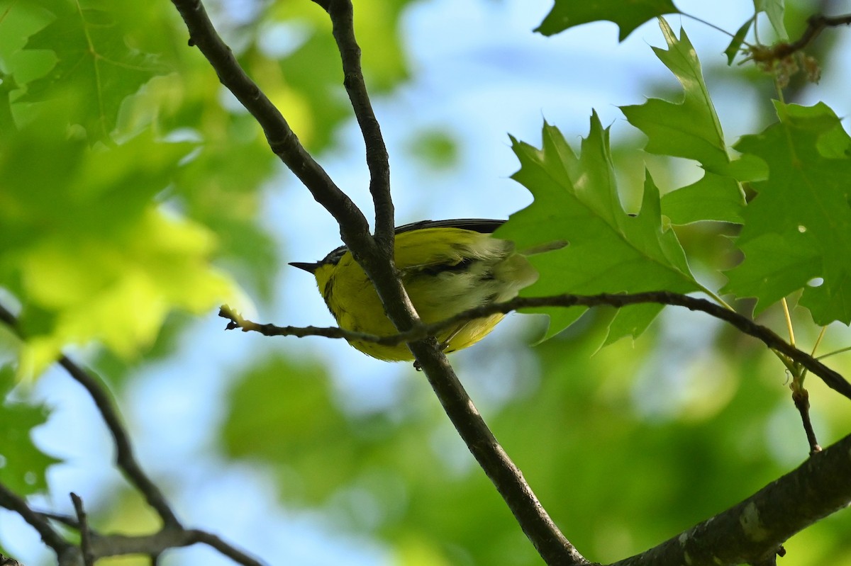 Magnolia Warbler - ML574735591