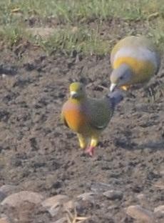 Orange-breasted Green-Pigeon - ML574735761