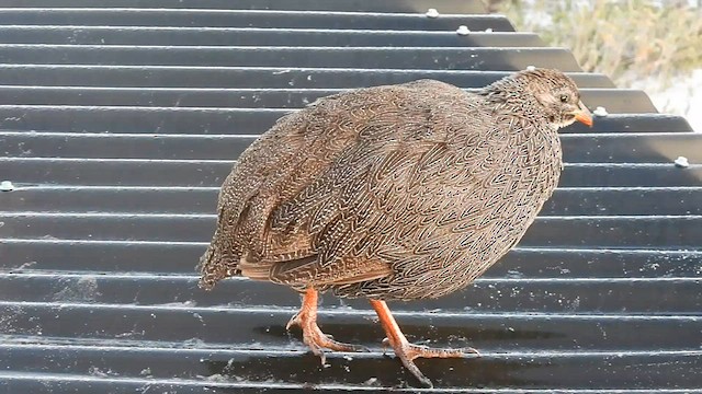 Cape Spurfowl - ML574736331