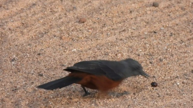 Mocking Cliff-Chat - ML574736981