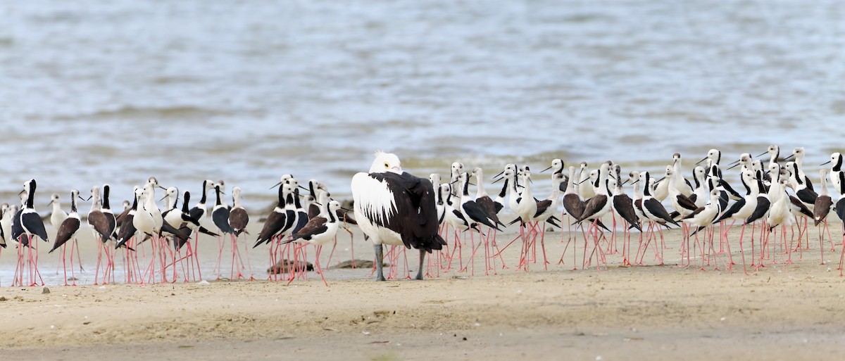 Australian Pelican - ML574737381