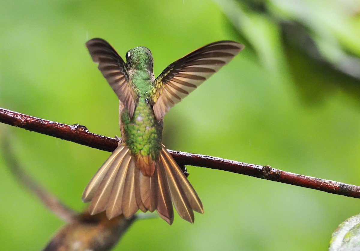 kolibřík žlutoocasý - ML574738271