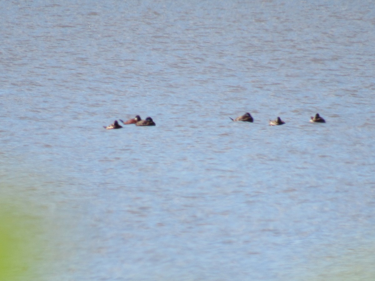 Ruddy Duck - ML57473841