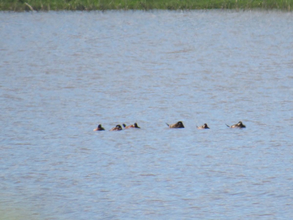 Ruddy Duck - ML57473861