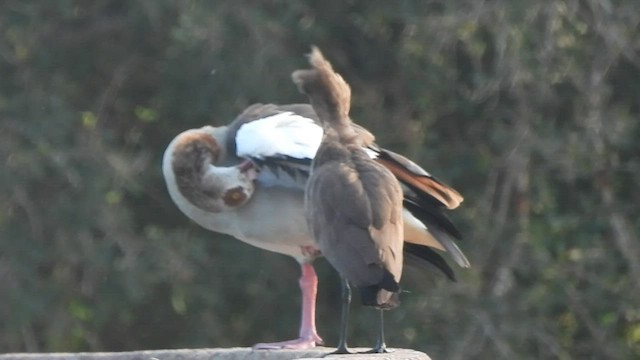 Hamerkop - ML574738991