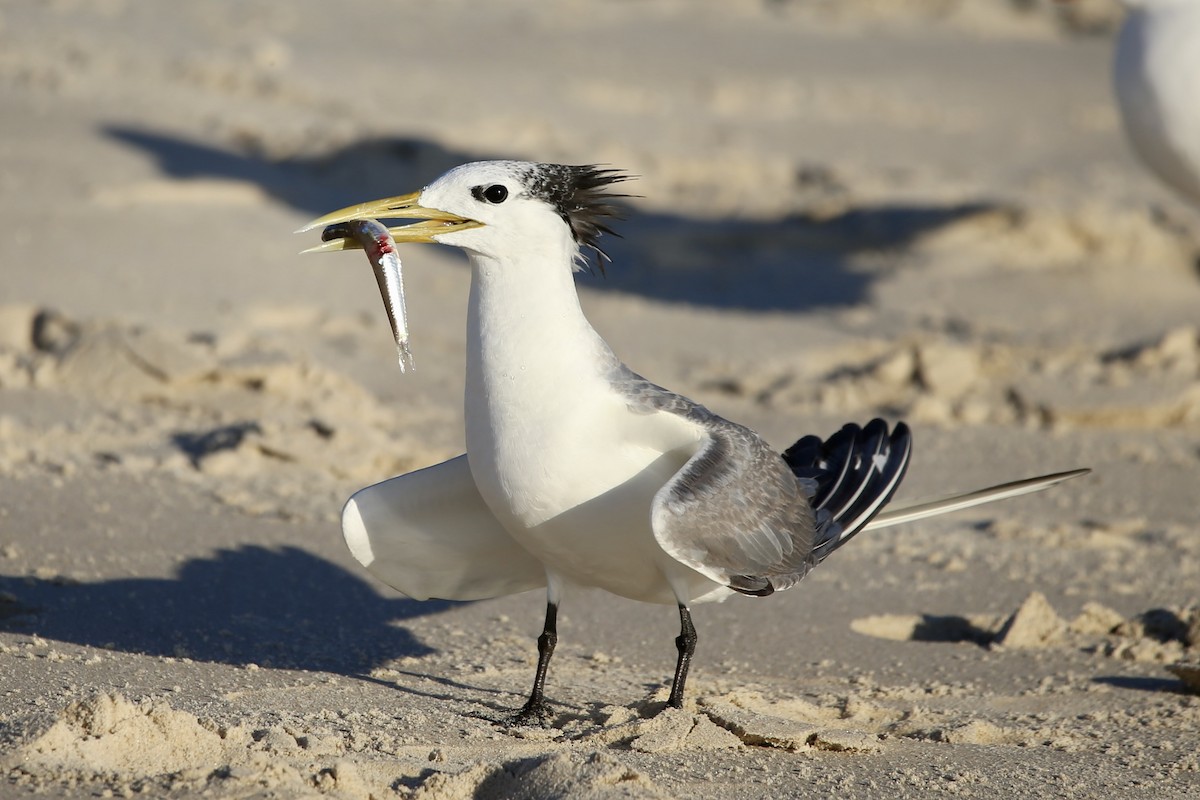 Great Crested Tern - ML574739011