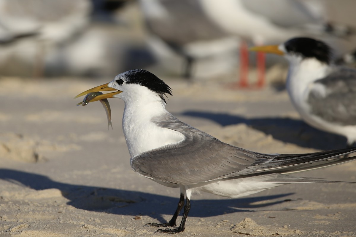 Great Crested Tern - ML574739031