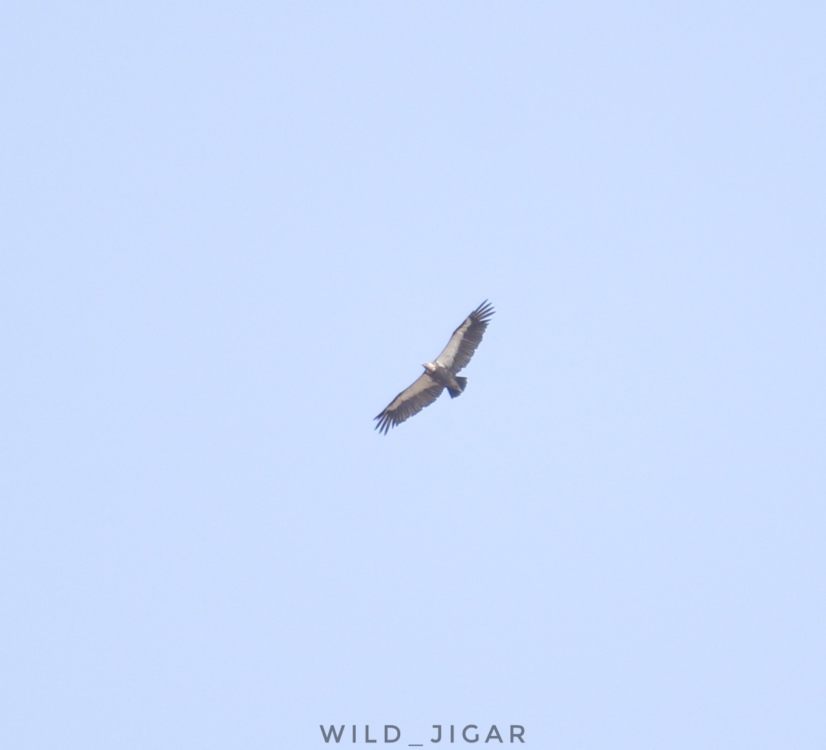 White-rumped Vulture - ML574739231