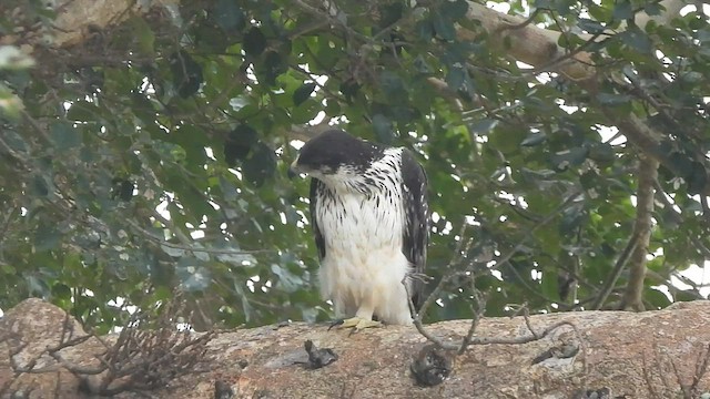 African Hawk-Eagle - ML574739621