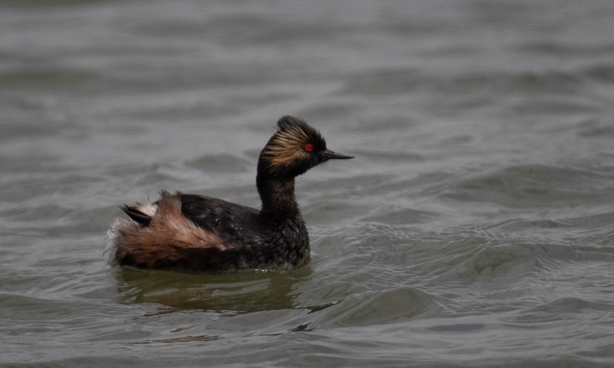 Eared Grebe - ML574741521