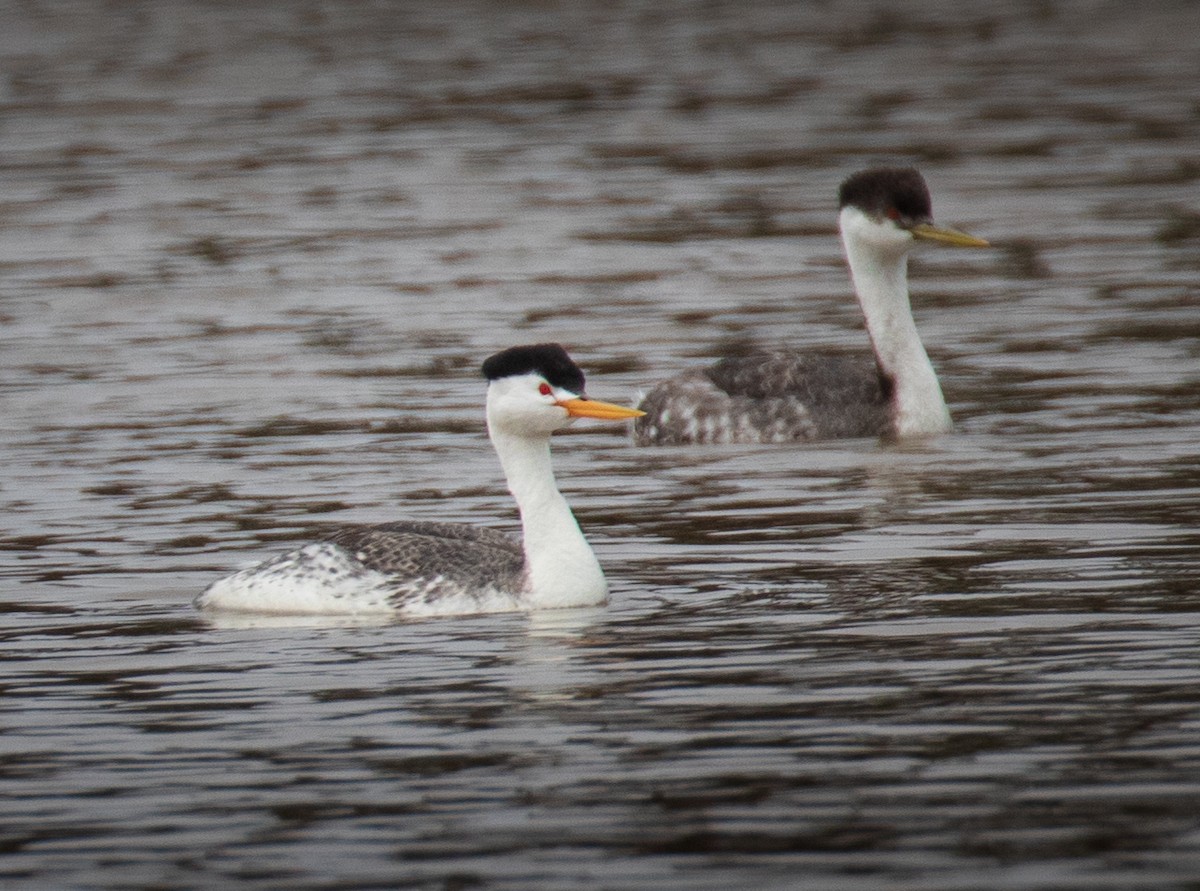 Clark's Grebe - ML574741601