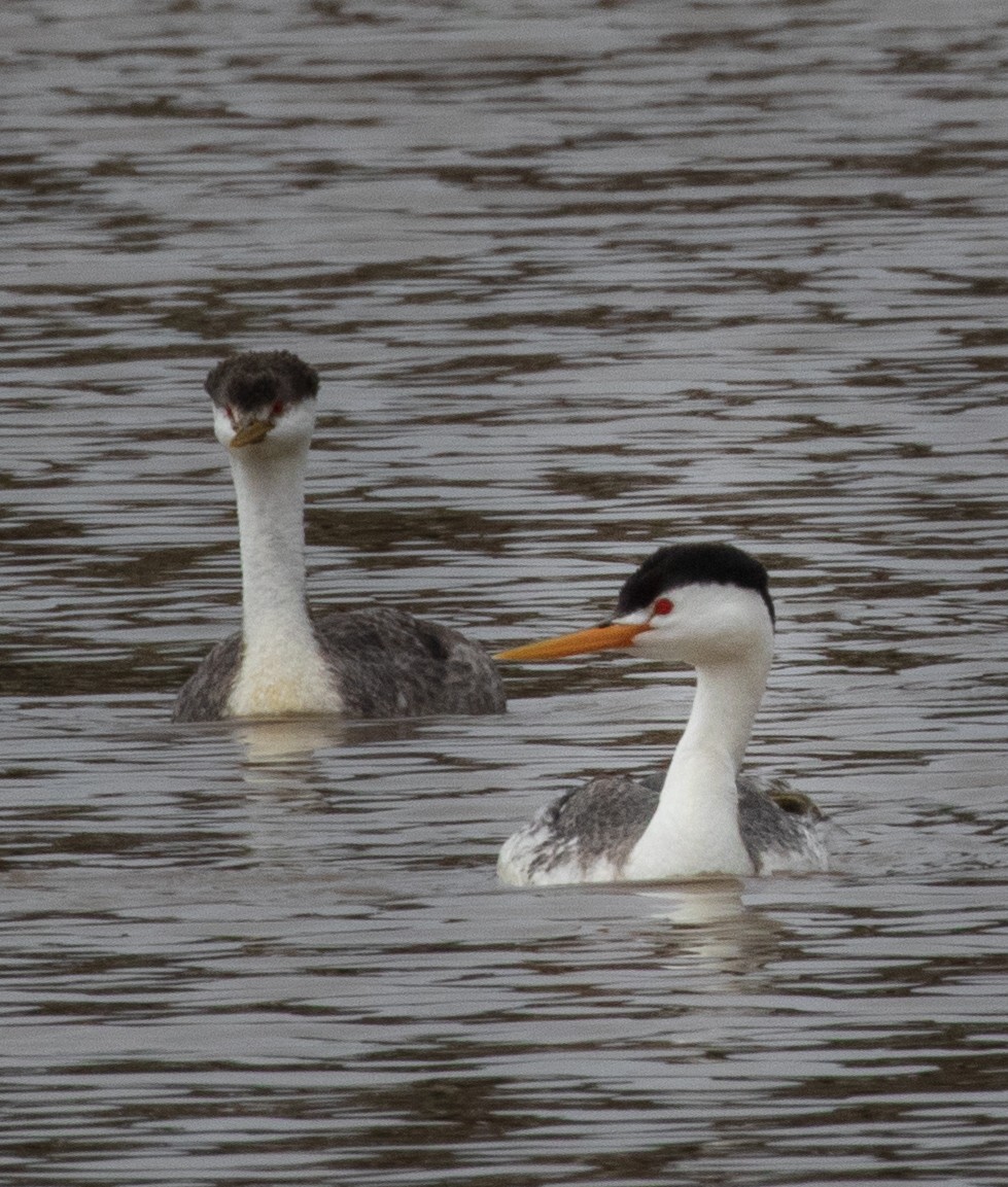 Clark's Grebe - ML574741621