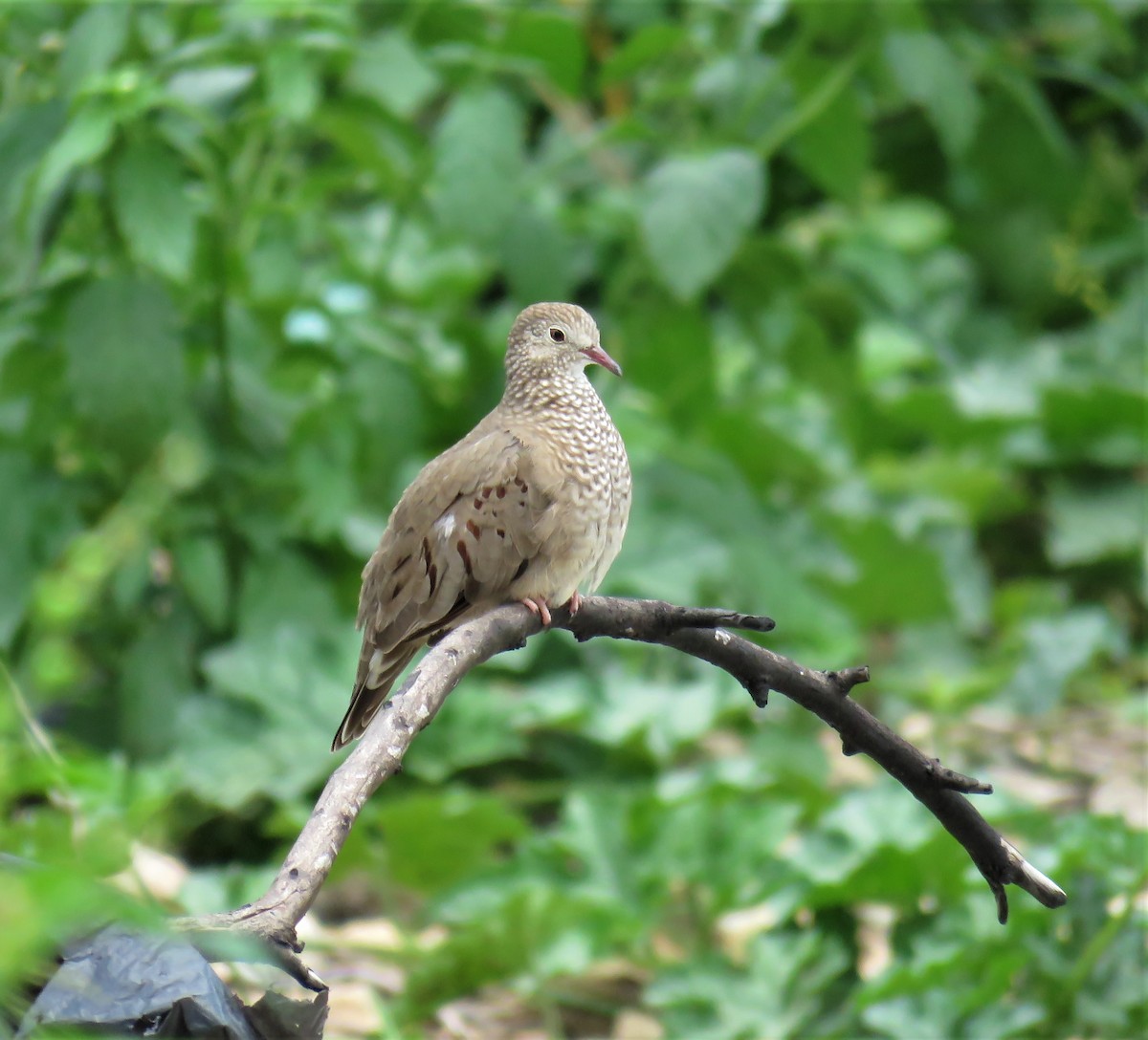 Common Ground Dove - ML574742261