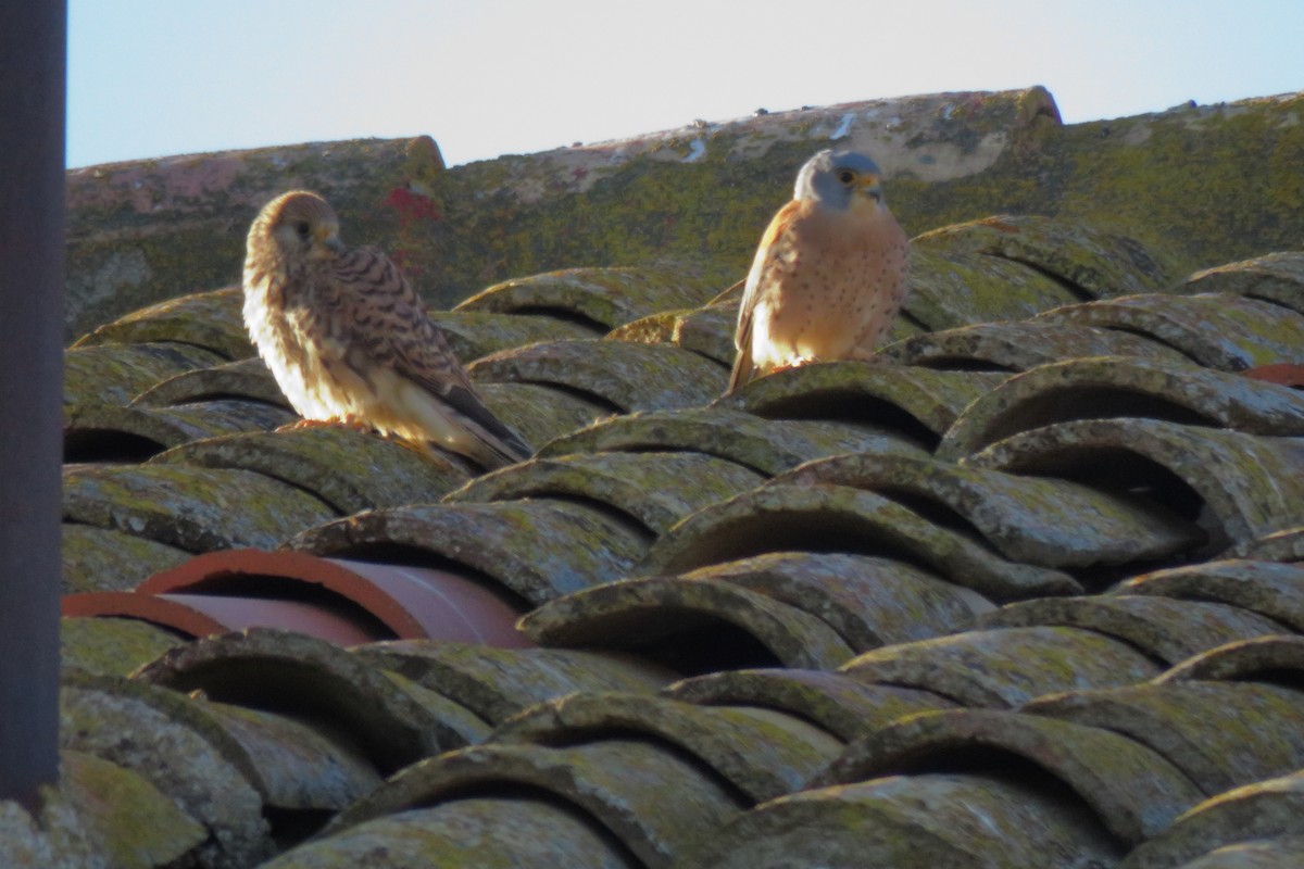 Lesser Kestrel - Juan Carlos Albero