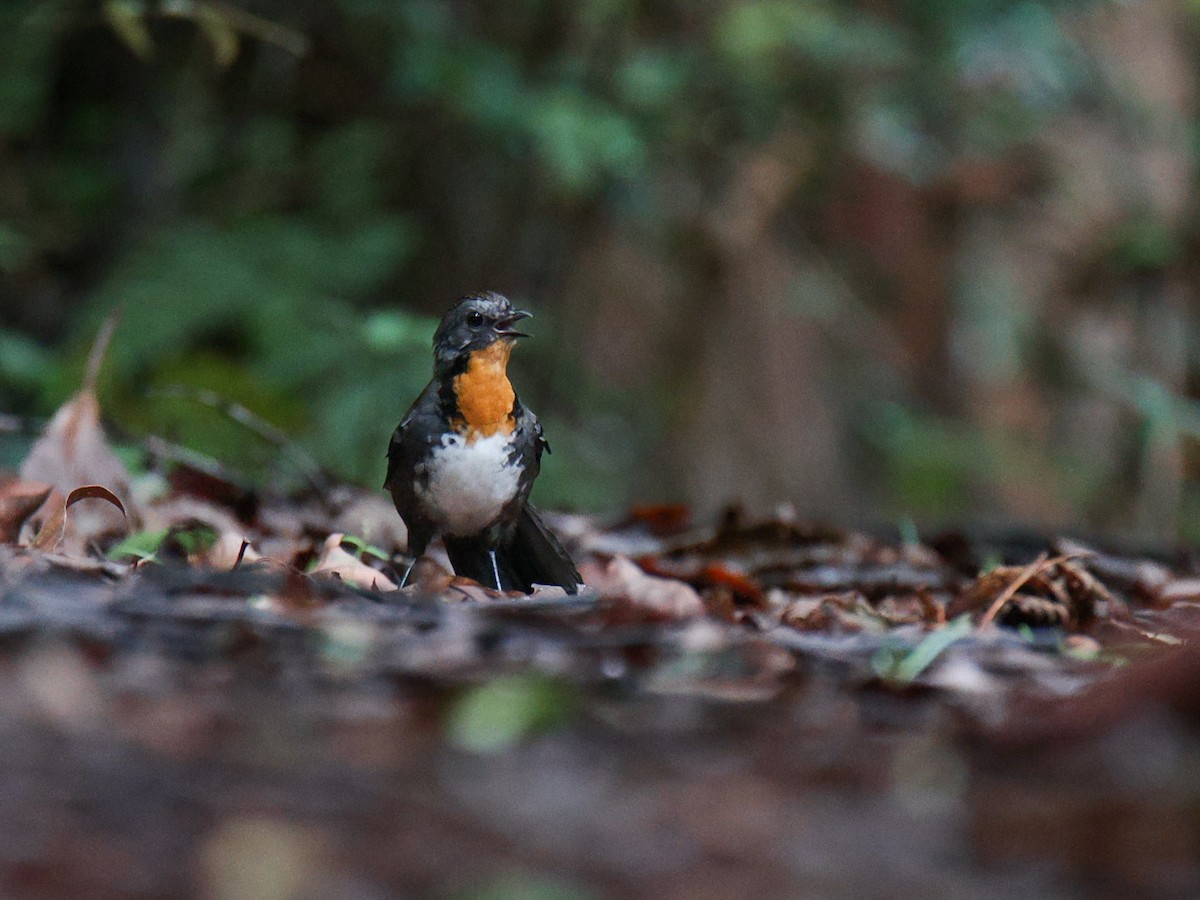 Australian Logrunner - ML574743601