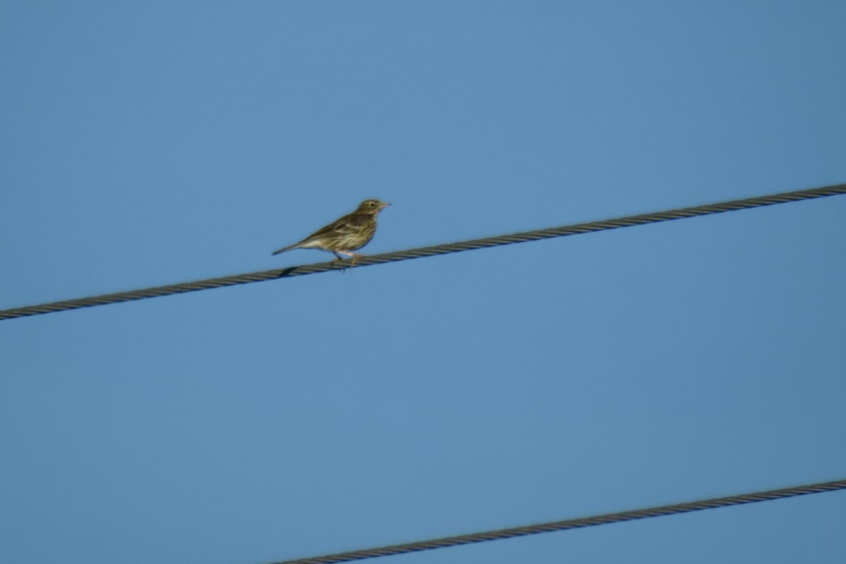 Meadow Pipit - Juan Carlos Albero