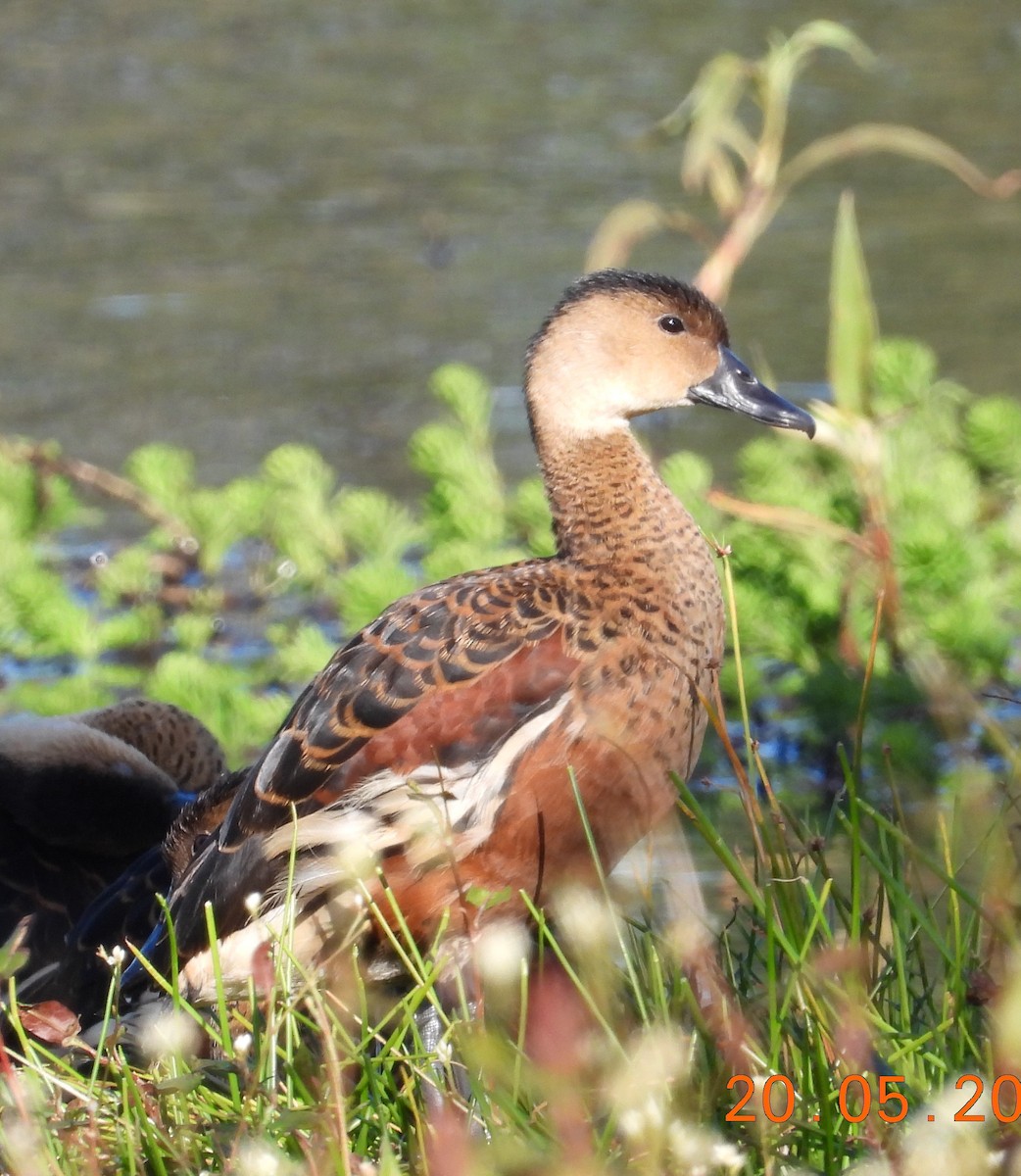 Wandering Whistling-Duck - ML574744861