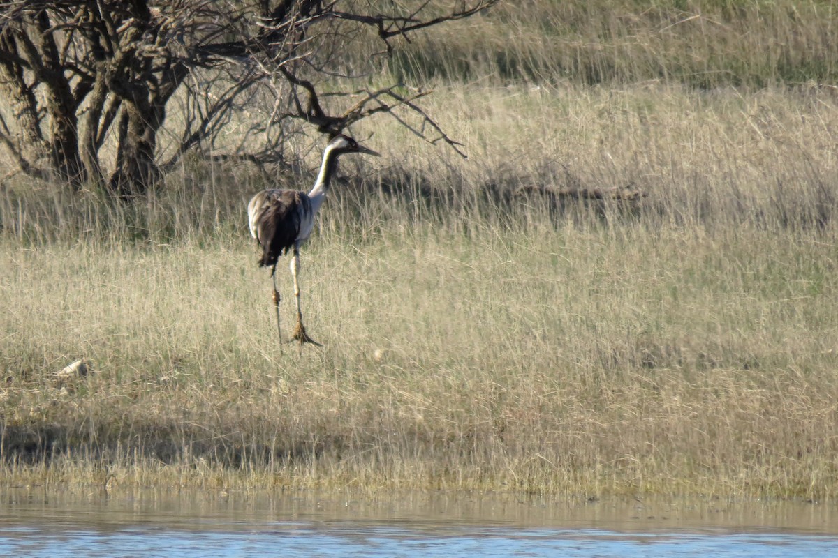 Common Crane - Juan Carlos Albero