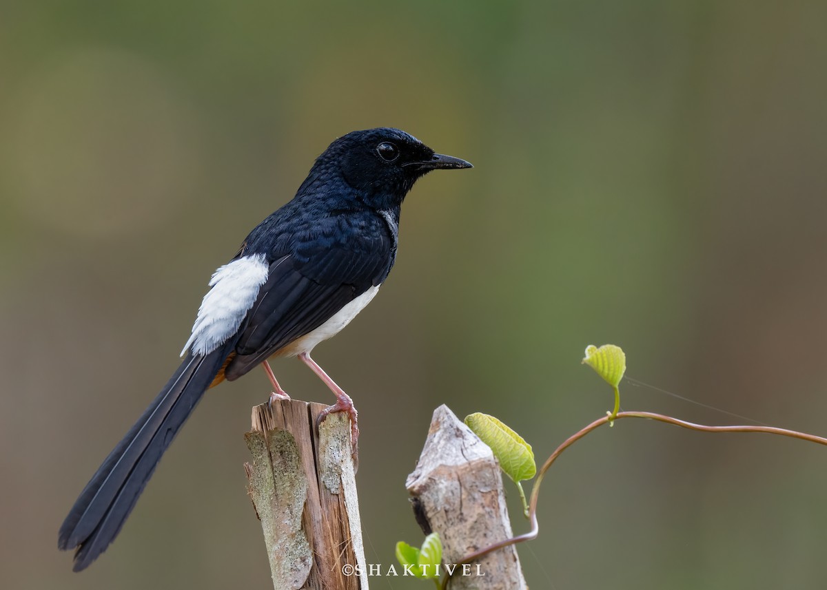 Andaman Shama - Shaktivel | Tribesmen Birding| www.tribesmen.in