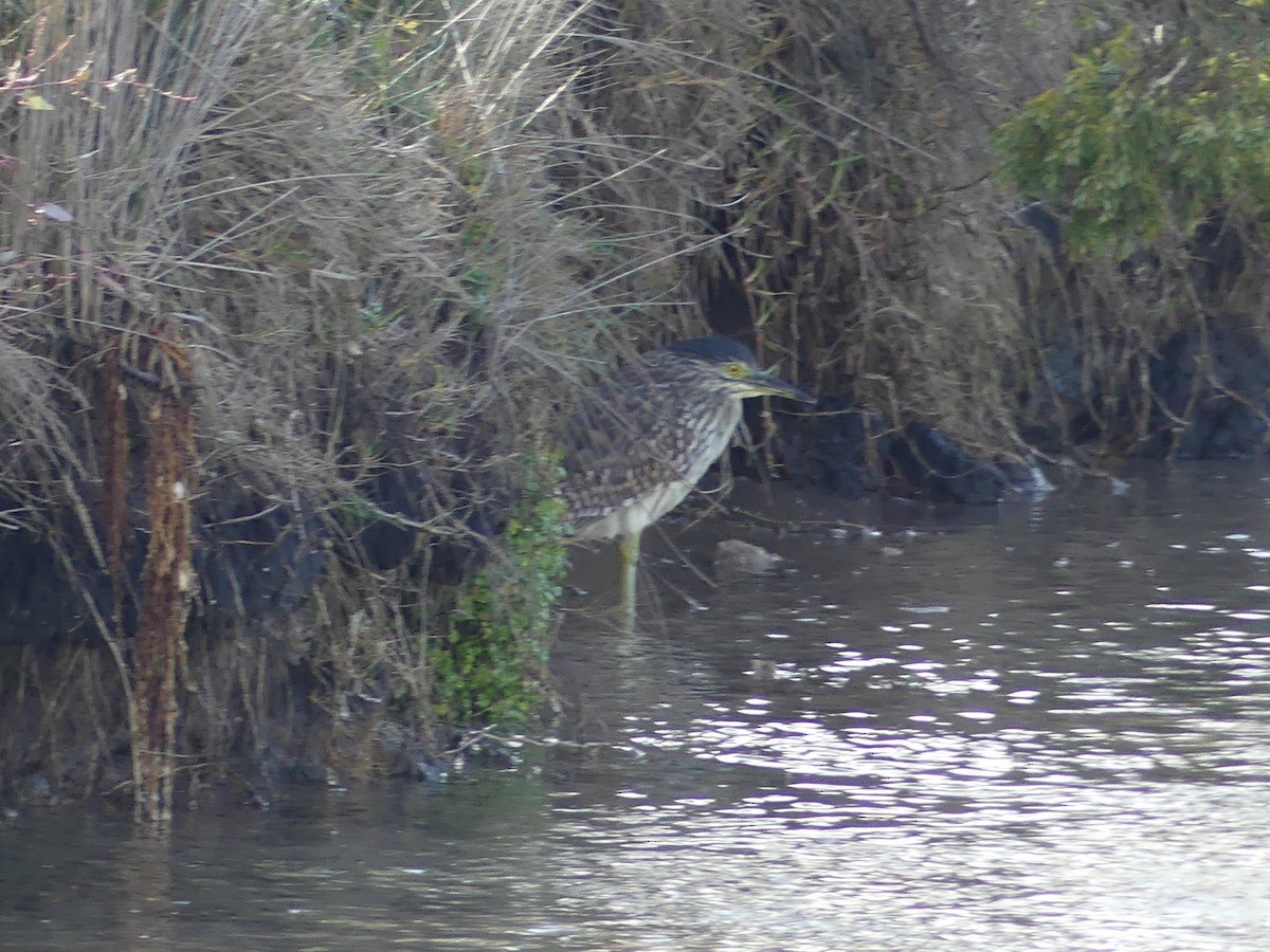 Nankeen Night Heron - ML574745091