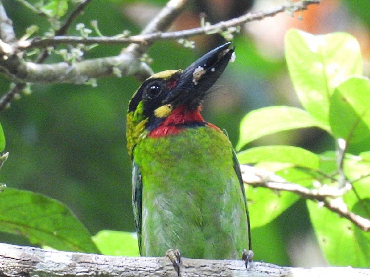 barbet jávský - ML574745801