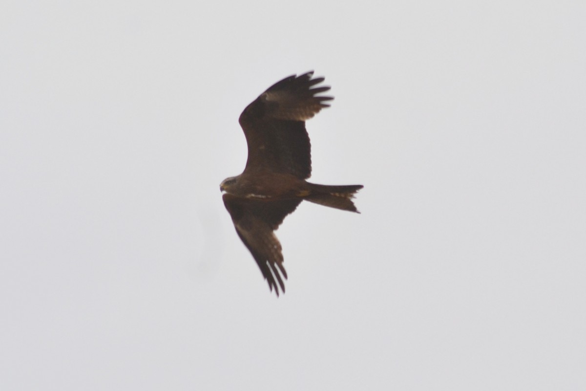 Black Kite - ML574746771