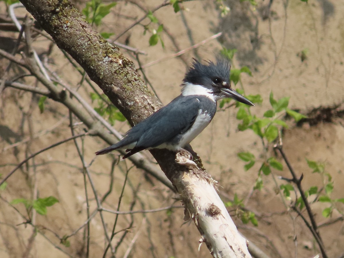 Belted Kingfisher - ML574747181