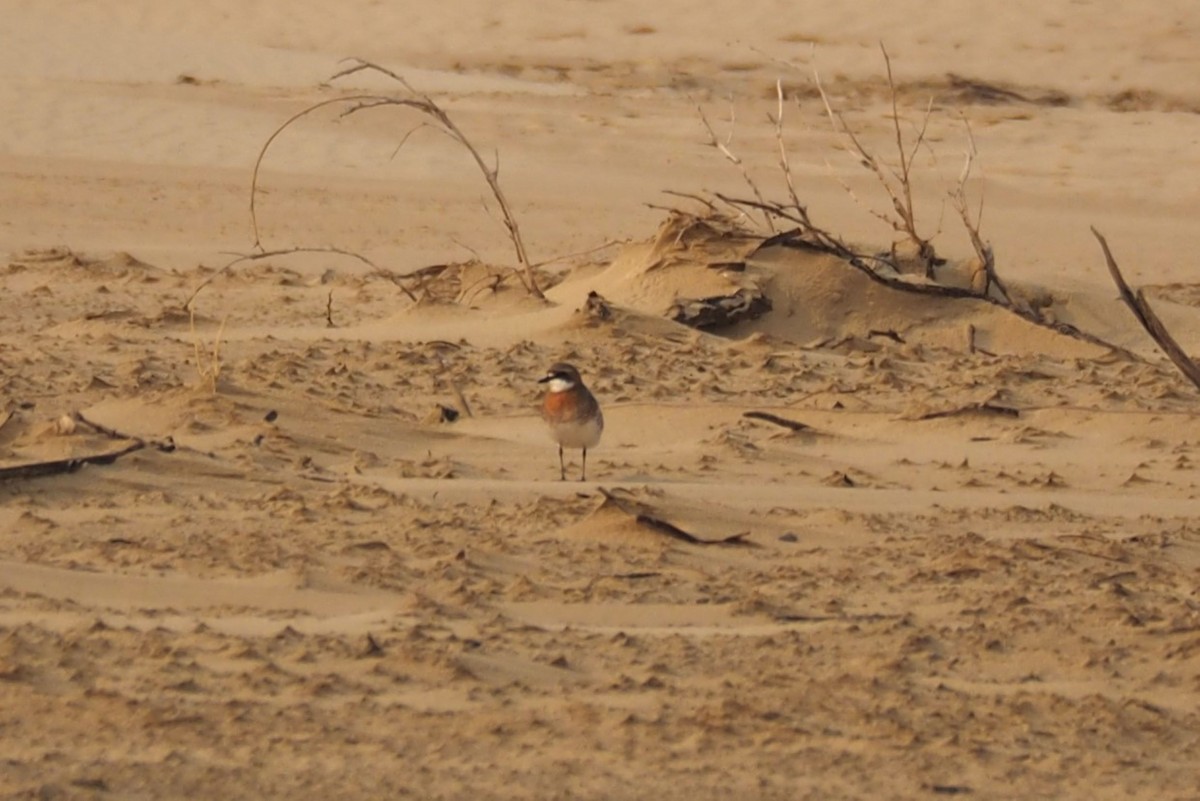 Siberian Sand-Plover - ML574747691